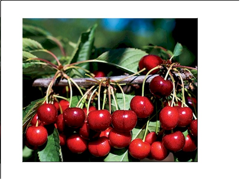 Wellness by Choice Retreat Pacific NW